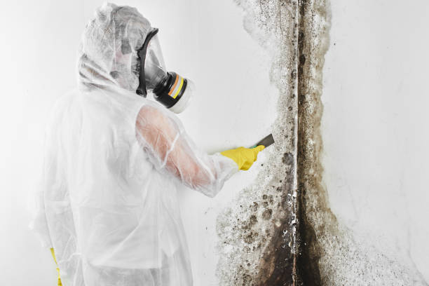Best Industrial Mold Remediation in Lamar, MO