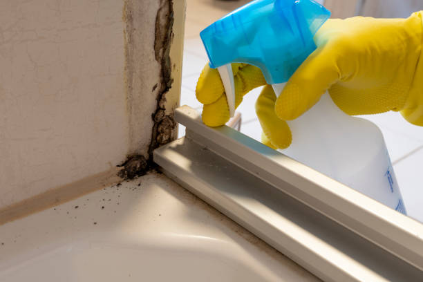 Best Kitchen Mold Remediation in Lamar, MO
