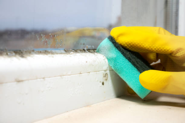 Best Emergency Mold Remediation in Lamar, MO