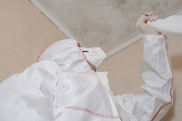 Best Basement Mold Remediation in Lamar, MO