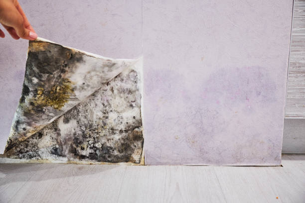 Best Bathroom Mold Remediation in Lamar, MO